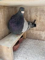 Valenciano, Dieren en Toebehoren, Mannelijk, Kropper