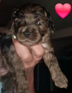 Mini australian labradoodle pups 35/ 40 cm.  (TRICOLOR), Overige rassen, 8 tot 15 weken, Meerdere dieren, Eén hond