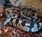 Koningspython vrouw, Dieren en Toebehoren, Reptielen en Amfibieën, Slang, Met terrarium, 3 tot 6 jaar