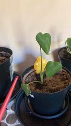Monstera deliciosa lime mint, Ophalen, Halfschaduw, Minder dan 100 cm