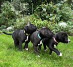 Zeldzame pups combinatie Stafford-Whippet, 8 tot 15 weken, CDV (hondenziekte), Meerdere, Meerdere dieren