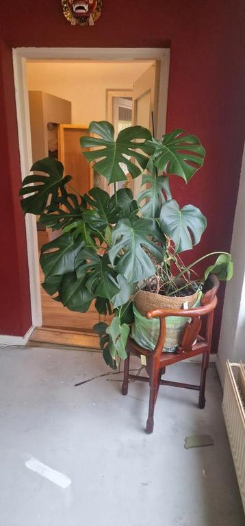 prachtige Monstera deliciosa, gatenplant of vensterplant beschikbaar voor biedingen