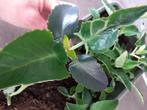 Mother of Thousands, Overige soorten, Minder dan 100 cm, Groene kamerplant, Halfschaduw