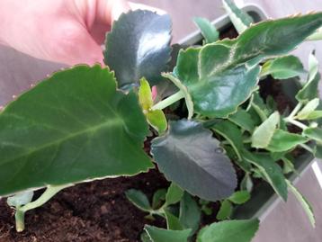 Mother of Thousands beschikbaar voor biedingen