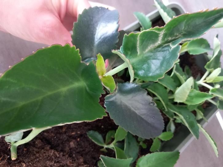 Mother of Thousands, Huis en Inrichting, Kamerplanten, Overige soorten, Minder dan 100 cm, Groene kamerplant, Halfschaduw, Ophalen of Verzenden