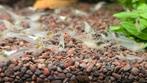 White Pearl "Snowball" garnalen - neocaridina, Dieren en Toebehoren, Vissen | Aquariumvissen, Kreeft, Krab of Garnaal, Zoetwatervis