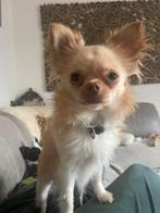 Chihuahua reutje met stamboom zoekt zijn forever home., Parvo, Reu, 1 tot 2 jaar, Meerdere