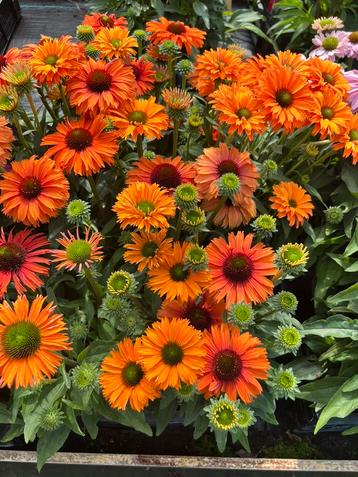 Zonnehoed-Echinacea in 15 nieuwe soorten, vlinderlokker beschikbaar voor biedingen