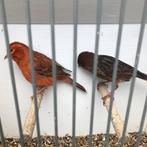Koppel rood agaat, Meerdere dieren, Kleurkanarie