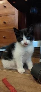Lieve kittens te koop, Dieren en Toebehoren, Katten en Kittens | Overige Katten, Meerdere dieren, Kortharig, 0 tot 2 jaar