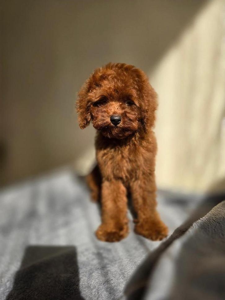 Toy poedel pup, Dieren en Toebehoren, Honden | Chihuahua's en Gezelschapshonden, Reu, Poedel, Particulier, Eén hond, Nederland