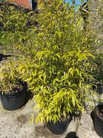 Bamboe Phyllostachys nigra `Megurochiku`, Vaste plant, Bloeit niet, Halfschaduw, Ophalen