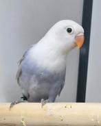 Agapornis fischeri opaline, Meerdere dieren, Dwergpapegaai of Agapornis, Geringd