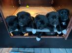 Zwarte Labrador X 3/4AustralianShepherd 1/4BernerSennen Pups, Rabiës (hondsdolheid), 8 tot 15 weken, Labrador retriever, Meerdere