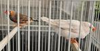 Te koop 2 jonge zebravinken 1 pop 1 man, Dieren en Toebehoren, Vogels | Overige Vogels, Meerdere dieren, Tropenvogel