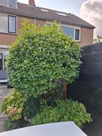 Viburnum op stam, Ophalen