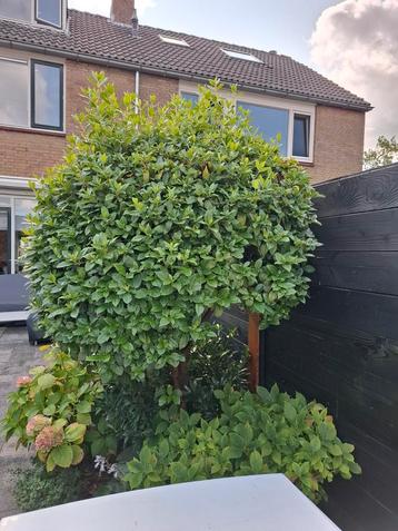 Viburnum op stam  beschikbaar voor biedingen