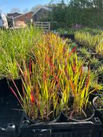 Imperata cylindrica 'Red Baron' / Japans bloedgras P9 pot, Tuin en Terras, Planten | Tuinplanten, Ophalen of Verzenden, Vaste plant