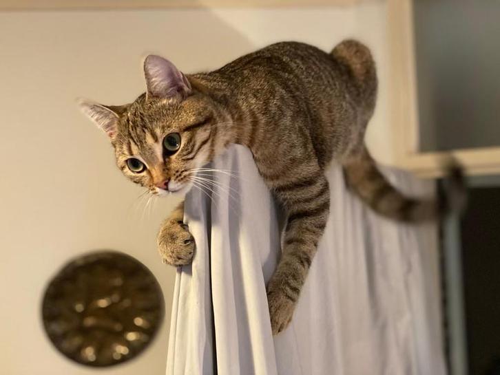 Cypers poes, Dieren en Toebehoren, Katten en Kittens | Raskatten | Korthaar, Poes, 3 tot 5 jaar, Gechipt, Ontwormd, Ingeënt