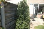 echte laurier, Ophalen, Laurier, 100 tot 250 cm
