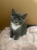 Kittens zijn gereserveerd., Dieren en Toebehoren, Katten en Kittens | Raskatten | Korthaar