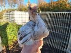 Brahma kip kuikens., Dieren en Toebehoren, Pluimvee