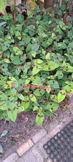 10 stuks mooie PERSICARIA planten., Tuin en Terras, Ophalen, Overige soorten, Minder dan 100 cm