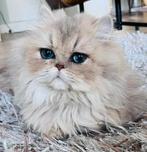 Brits langhaar blue golden shaded kitten MET  STAMBOOM, Dieren en Toebehoren, Katten en Kittens | Raskatten | Korthaar, Gechipt