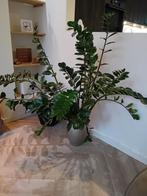 Kamerplant zamioculcas zamiifolia, Ophalen, Halfschaduw
