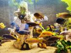 alonacara multi colors Cichlid, Dieren en Toebehoren, Vissen | Aquariumvissen, Vis, Zoetwatervis