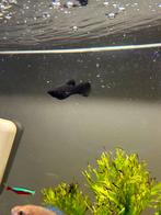 zwarte molly's, Dieren en Toebehoren, Vis