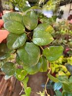 Hoya carnosa freckles splash. Pot 12, Huis en Inrichting, Kamerplanten, Ophalen of Verzenden, Halfschaduw, Minder dan 100 cm