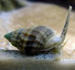 Nassarius vibex slak aquarium, Dieren en Toebehoren, Slak of Weekdier