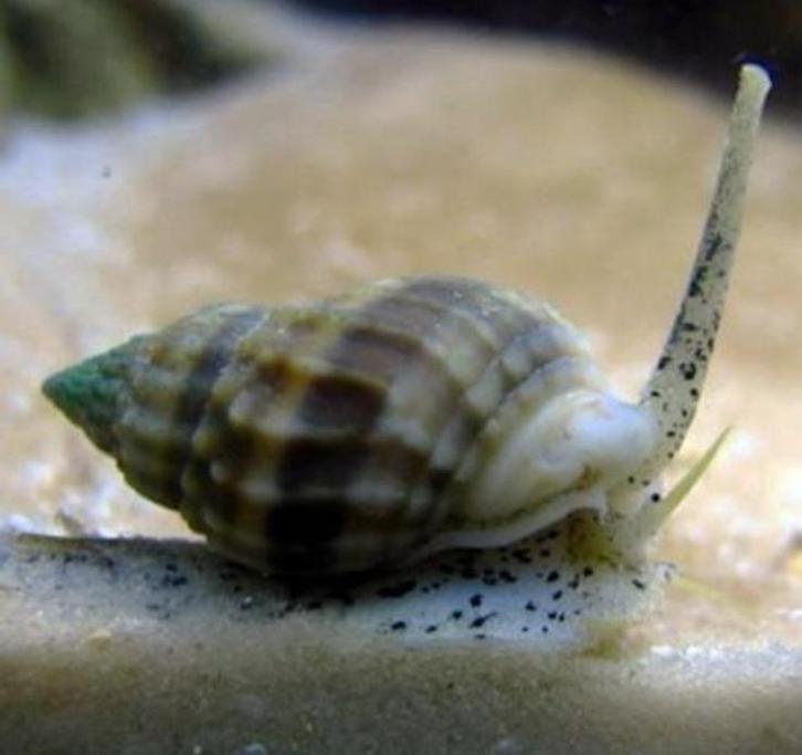 Nassarius vibex slak aquarium, Dieren en Toebehoren, Vissen | Aquariumvissen, Slak of Weekdier