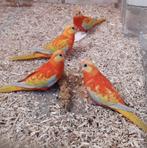 Turquoisine parkieten, Dieren en Toebehoren, Vogels | Parkieten en Papegaaien, Meerdere dieren, Parkiet