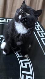 Britse korthaar kittens, Dieren en Toebehoren, Katten en Kittens | Raskatten | Korthaar, Meerdere dieren