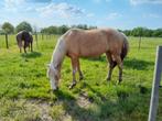 Diverse Rocky Mountainhorses, Dieren en Toebehoren, Pony's, Merrie, Gechipt