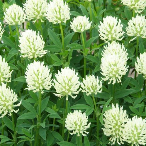 Zaden Trifolium ochroleucon wit, Tuin en Terras, Bloembollen en Zaden, Zaad, Voorjaar, Volle zon, Verzenden
