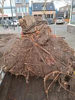 Boomstronken en heggen verwijderen