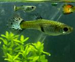 Guppen volwassen vrouwtjes, Dieren en Toebehoren, Vis