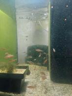 Rasbora galaxy, Dieren en Toebehoren, Vissen | Aquariumvissen, Vis, Zoetwatervis, Schoolvis