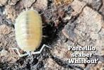 Porcellio scaber 'Whiteout', Overige soorten