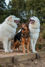 Trimster met plekjes vrij alle honden welkom, Ophalen of Verzenden, Nieuw