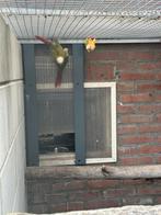 Parkieten, Dieren en Toebehoren, Vogels | Parkieten en Papegaaien, Geslacht onbekend, Parkiet, Geringd