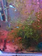 Endler's el silverado gup, Vis