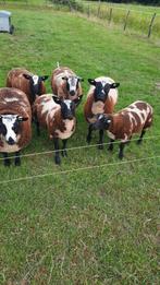 Bonte lammeren, Dieren en Toebehoren, Schapen, Geiten en Varkens, Mannelijk, Schaap