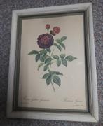Ingelijste prent Rosa gallica gueriniana van Rosier Guerin, Minder dan 50 cm, Gebruikt, Ophalen of Verzenden, Print