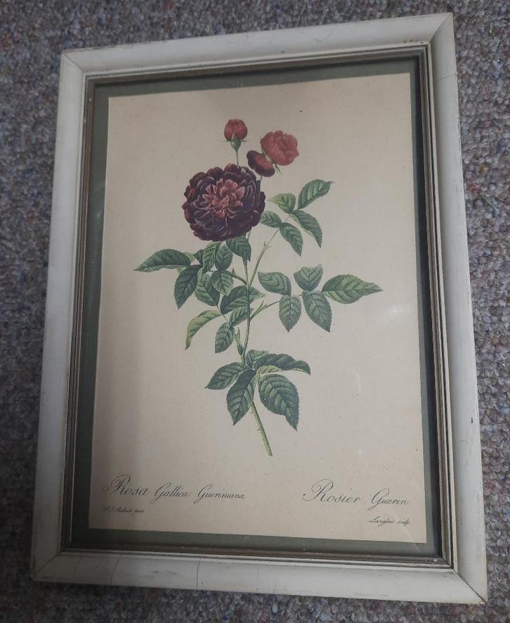 Ingelijste prent Rosa gallica gueriniana van Rosier Guerin, Huis en Inrichting, Woonaccessoires | Schilderijen, Tekeningen en Foto's
