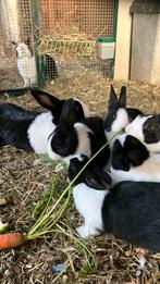 Hollanders, Dieren en Toebehoren, Konijnen, Middelgroot
