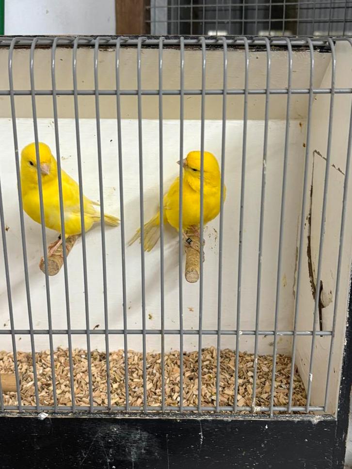 Te koop en te koop gevraagd  Kanaries, Dieren en Toebehoren, Vogels | Kanaries, Kleurkanarie, Meerdere dieren